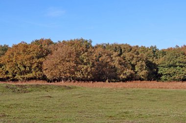 Hollanda 'daki Amsterdamse Waterleidingduinen doğa koruma alanında kahverengi yapraklı renkli ağaçlar