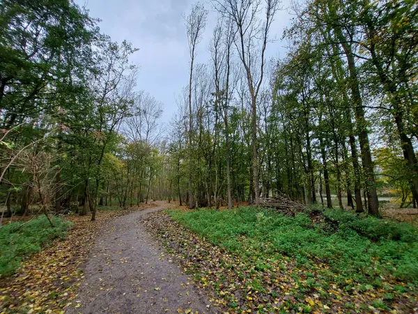 Laagse Bergse Bos Holanda Durante Outono Com Folhas Coloridas — Fotografia de Stock