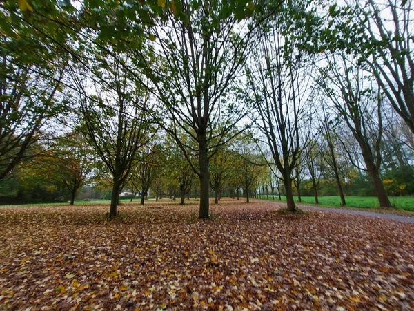 Laagse Bergse Bos Los Países Bajos Durante Otoño Con Hojas —  Fotos de Stock