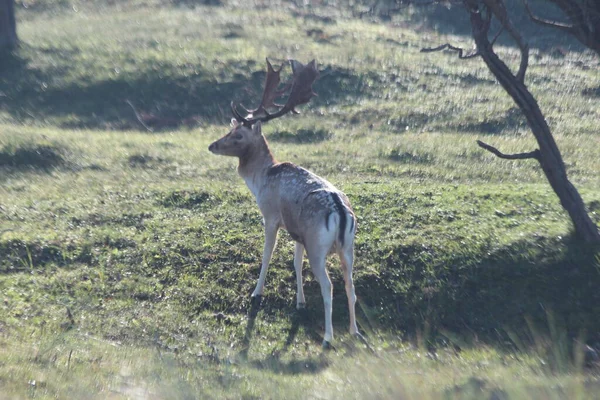 Cervos Rasos Natureza Reserva Natural Amsterdamse Waterleidingduinen Durante Outono Colorido — Fotografia de Stock