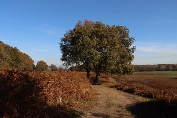 Arbres Colorés Avec Des Feuilles Brunes Amsterdamse Waterleidingduinen Réserve Naturelle — Photo