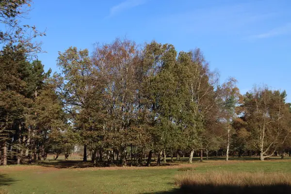 Arbres Colorés Avec Des Feuilles Brunes Amsterdamse Waterleidingduinen Réserve Naturelle — Photo