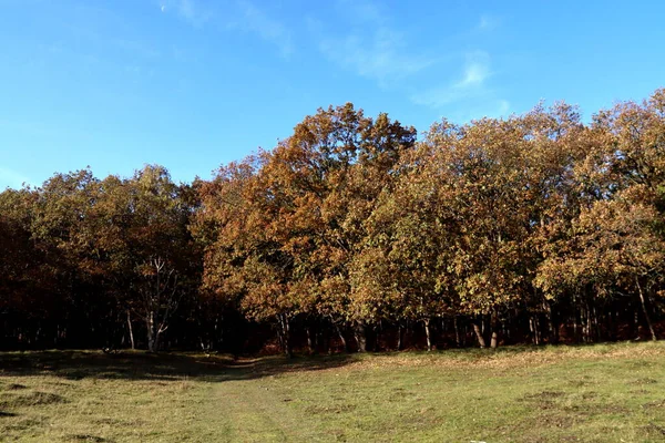 Colorful Trees Brown Leaves Amsterdamse Waterleidingduinen Nature Reserve Netherlands — 스톡 사진