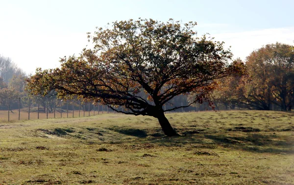 Arbres Colorés Avec Des Feuilles Brunes Amsterdamse Waterleidingduinen Réserve Naturelle — Photo