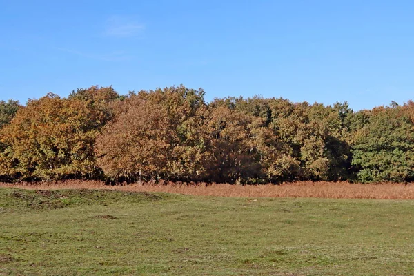 Barevné Stromy Hnědými Listy Amsterdamu Přírodní Rezervace Waterleidingduinen Nizozemsku — Stock fotografie
