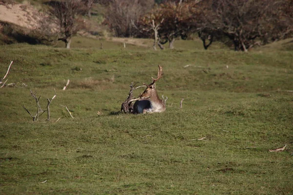 Jachère Cerfs Sauvages Dans Réserve Naturelle Amsterdamse Waterleidingduinen Pendant Automne — Photo