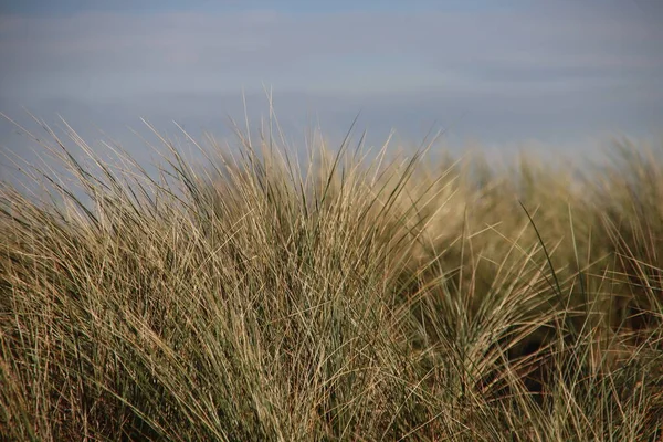 Harram Gräs Amsterdamse Waterleidingduinen — Stockfoto