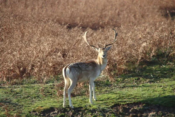 Cervos Rasos Natureza Reserva Natural Amsterdamse Waterleidingduinen Durante Outono Colorido — Fotografia de Stock