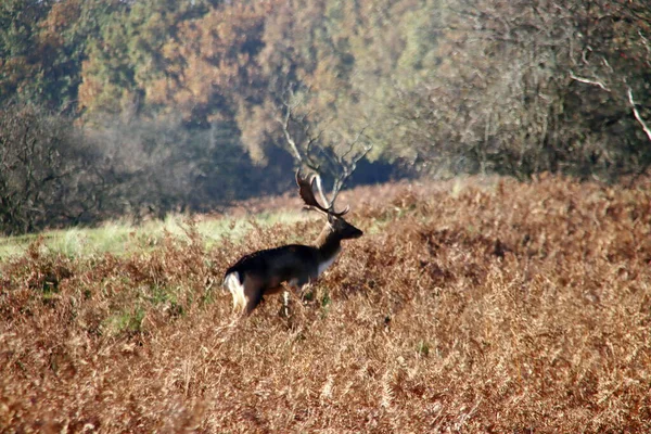 Fallow Deer Wild Amsterdamse Waterleidingduinen Nature Reserve Colorful Autumn Netherlands — Stock Photo, Image