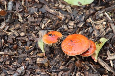 Eski adı Russula Mairei (Şarkıcı) ve Hollanda 'da kayın ağacı hasta olarak bilinir.