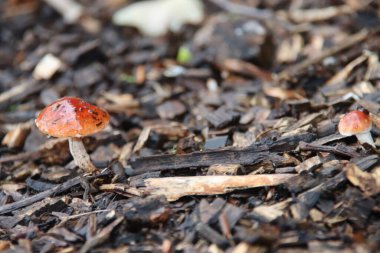 Eski adı Russula Mairei (Şarkıcı) ve Hollanda 'da kayın ağacı hasta olarak bilinir.