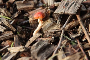 Eski adı Russula Mairei (Şarkıcı) ve Hollanda 'da kayın ağacı hasta olarak bilinir.