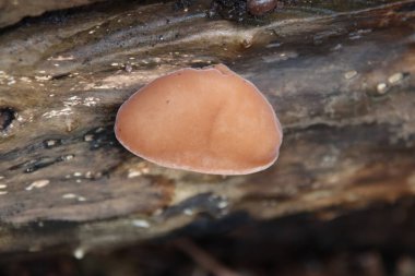 Auricularia auricula-judae, en yaygın olarak Wood Ear (alternatif olarak, siyah mantar, jöle kulak veya ormanda Judas 'ın kulak mantarı olarak bilinir)