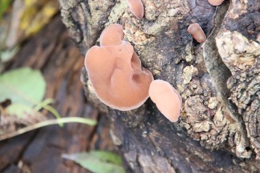 Auricularia auricula-judae, en yaygın olarak Wood Ear (alternatif olarak, siyah mantar, jöle kulak veya ormanda Judas 'ın kulak mantarı olarak bilinir)