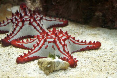Red white starfish on the bottom of the water in Ouwehands Zoo in Rhenen clipart