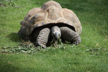 Forest tortoise in the enclosure of the elephants of Ouwehands Zoo in Rhenen the Netherlands clipart