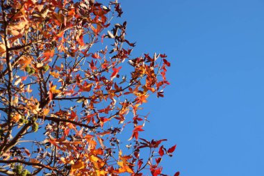Kahverengi, kırmızı, sarı ve turuncu yapraklar ağaçlarda, çalılıklarda ve Hollanda 'da sonbahar boyunca zemin güneş tarafından aydınlatılır.