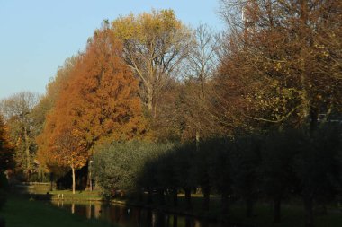 Kahverengi, kırmızı, sarı ve turuncu yapraklar ağaçlarda, çalılıklarda ve Hollanda 'da sonbahar boyunca zemin güneş tarafından aydınlatılır.