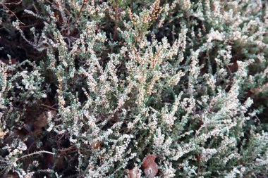 Donmuş çimenler, ağaç gövdesi, sazlıklar, örümcek ağı ve sabah güneşinin altında heuvelrug