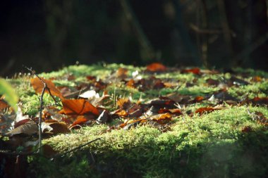 Güneş ışınları yosunların üzerinde parlar ve ormandaki sonbahar yaprakları Utrechtse Heuvelrug 'da