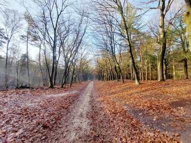 Hollanda 'daki Utrechtse Heuvelrug' daki Kaapse Boğazı 'nda sonbahara kadar renklenen yapraklarla ağaçların arasından güneş ışınları parlıyor.