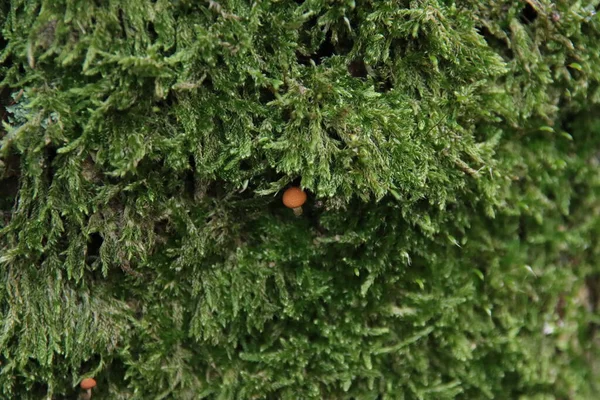 Anteriormente Russula Mairei Cantante Comúnmente Conocido Como Enfermizo Madera Haya — Foto de Stock