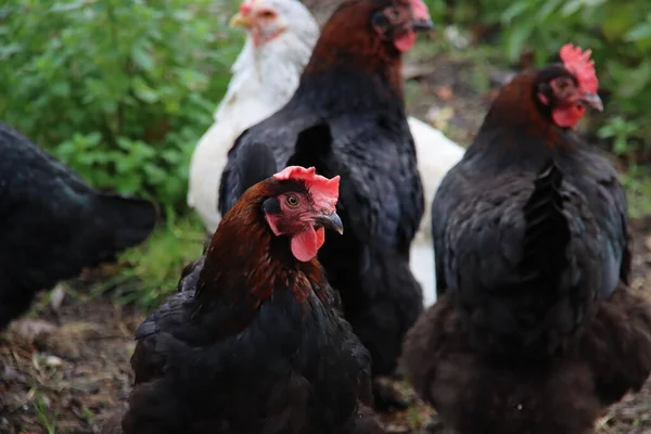 Zwarte Kip Haan Een Boerderij Nederland — Stockfoto