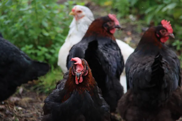 Fekete Csirke Kakas Egy Kisállat Farmon Alföldeken — Stock Fotó