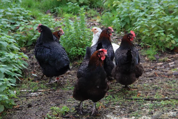 Zwarte Kip Haan Een Boerderij Nederland — Stockfoto