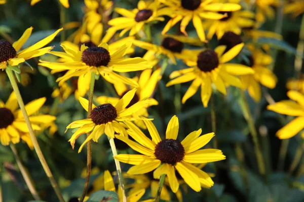 Rudbeckia Género Botânico Pertencente Família Asteraceae — Fotografia de Stock