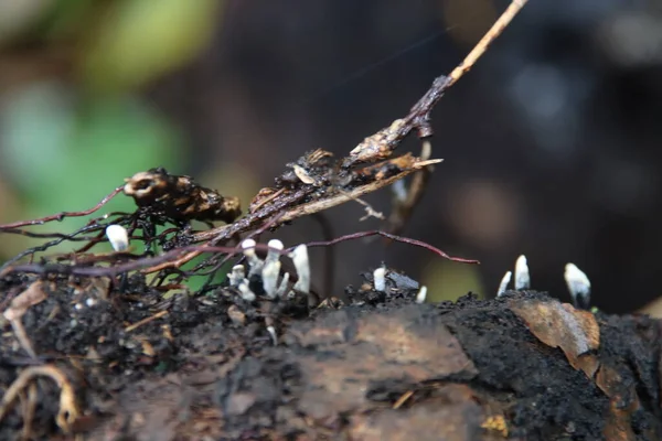 Xylaria Hypoxylon Ist Eine Pilzarte Der Gattung Xylaria Bekannt Ist — Stockfoto