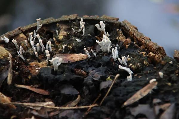 Xylaria Hypoxylon Uma Espécie Fungo Gênero Xylaria Conhecido Por Uma — Fotografia de Stock