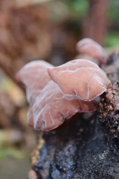 Auricularia Auricula Judae Πιο Συχνά Γνωστή Wood Ear Εναλλακτικά Μαύρος — Φωτογραφία Αρχείου