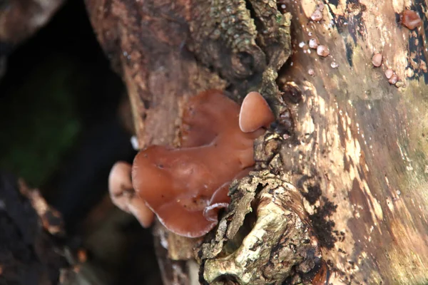 Auricularia Auricula Judae Πιο Συχνά Γνωστή Wood Ear Εναλλακτικά Μαύρος — Φωτογραφία Αρχείου