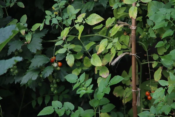 Frutas Tomate Laranja Verde Crescendo Uma Planta Jardim Cozinha — Fotografia de Stock