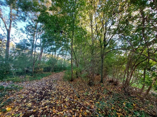 Árboles Con Hojas Coloridas Durante Otoño Bosque Llamado Schollenbos Capelle —  Fotos de Stock