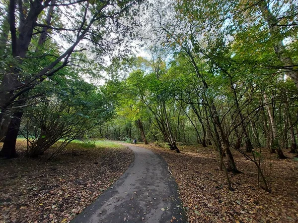 Árboles Con Hojas Coloridas Durante Otoño Bosque Llamado Schollenbos Capelle —  Fotos de Stock