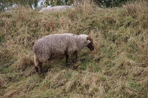 Sheep Grazes Slope A20 Motorway Nieuwerkerk Aan Den Ijssel Netherlands — Stock Photo, Image