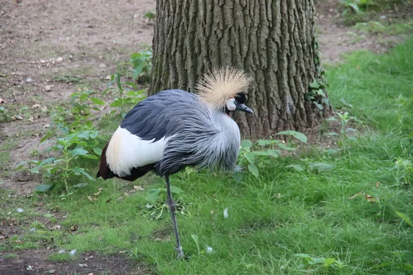 Crowned Crane Close Its Enclosure Ouwehands Zoo Rhenen Netherlands — Stock fotografie