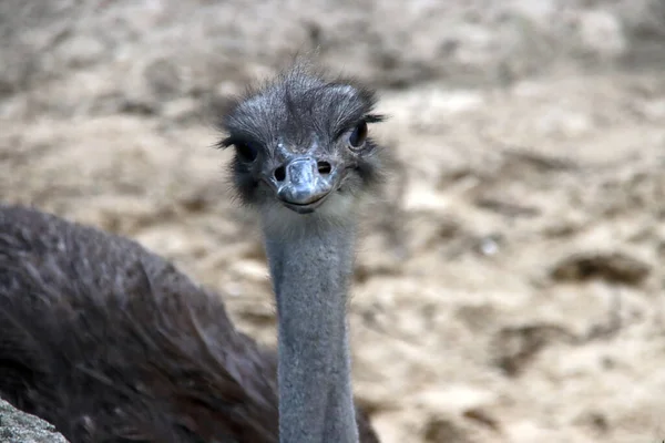 Avestruz Close Seu Recinto Ouwehands Zoo Rhenen Terras Negras — Fotografia de Stock