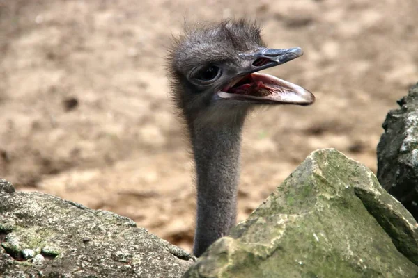 Pštros Zblízka Své Ohradě Zoo Ouwehands Rhenenu Neterlands — Stock fotografie