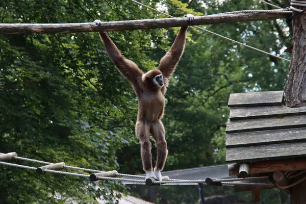 Gibón Mano Blanca Está Trepando Sobre Una Cuerda Árbol Ouwehands — Foto de Stock