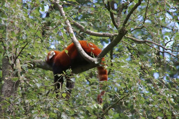 Panda Rojo Está Durmiendo Perezosamente Árbol Del Zoológico Ouwehands Rhenen — Foto de Stock