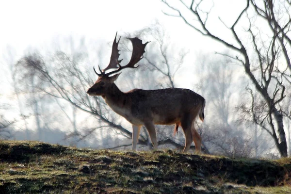 Fallow Deer Amsterdam Waterleidingduinen Live Extensive Dune Area — Stock Photo, Image