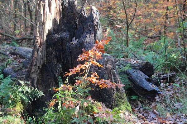 Foglie Brune Rosse Gialle Arancioni Alberi Siepi Suolo Durante Autunno — Foto Stock