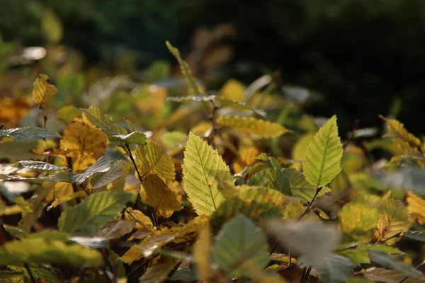 네델란 태양의 조명을 나무에 붉은색 노란색 주황색 잎사귀 울타리 — 스톡 사진