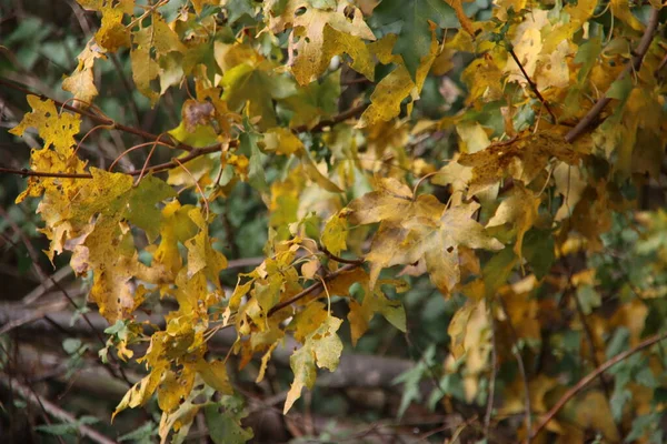 Feuilles Brunes Rouges Jaunes Orange Sur Les Arbres Les Haies — Photo