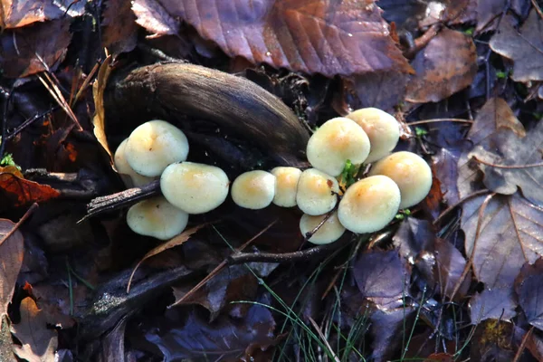 Hypholoma Fasciculare Comúnmente Conocido Como Penacho Azufre Amante Del Bosque —  Fotos de Stock