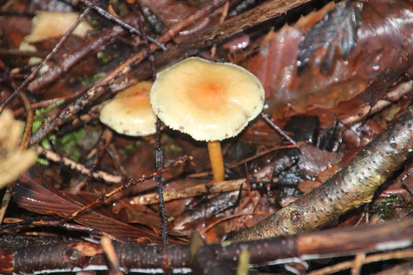 Hypholoma Fasciculare Vulgarmente Conhecido Como Tufo Enxofre Amora Aglomerada Cogumelo — Fotografia de Stock