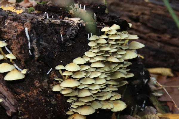 Hypholoma Fasciculare Commonly Known Sulphur Tuft Clustered Woodlover Common Woodland — Stock Photo, Image